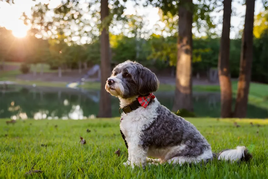 Dog Portrait Pet Photography Fredericksburg VA
